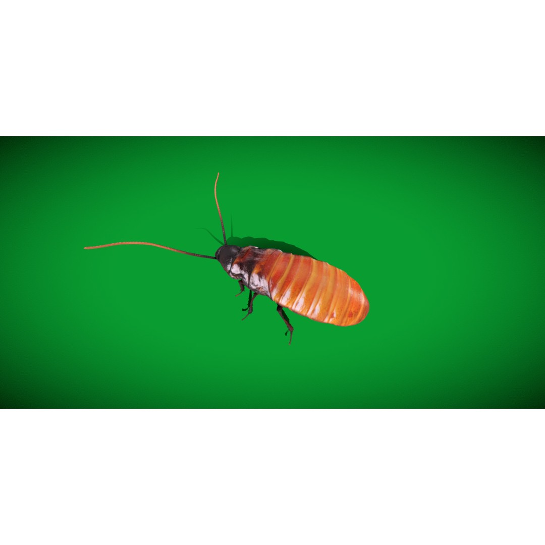 Madagascar Hissing Cockroach 3D Model – Low Poly Game Ready, FBX - View 21