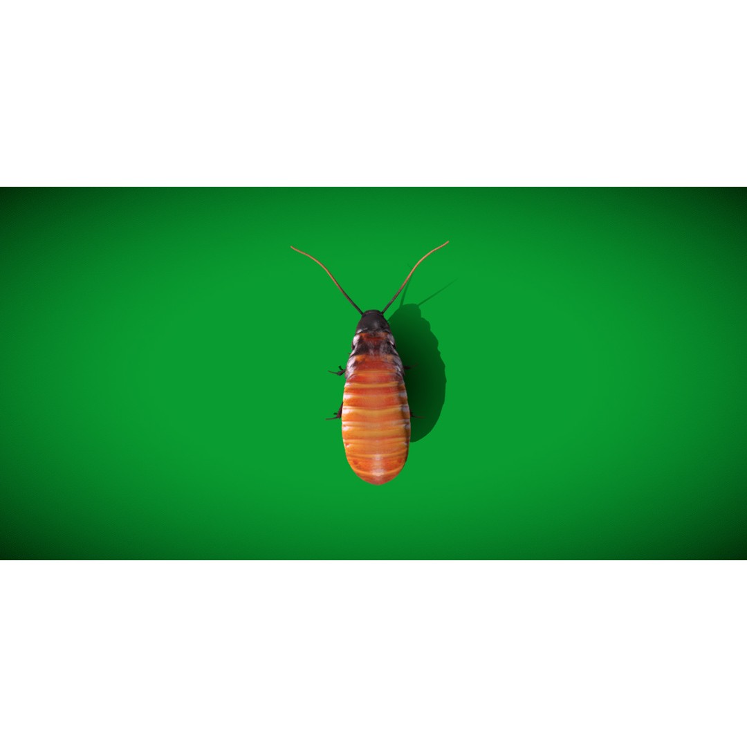 Madagascar Hissing Cockroach 3D Model – Low Poly Game Ready, FBX - View 22