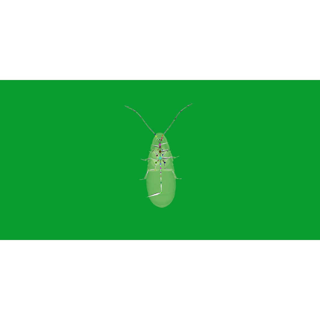 Madagascar Hissing Cockroach 3D Model – Low Poly Game Ready, FBX - View 23