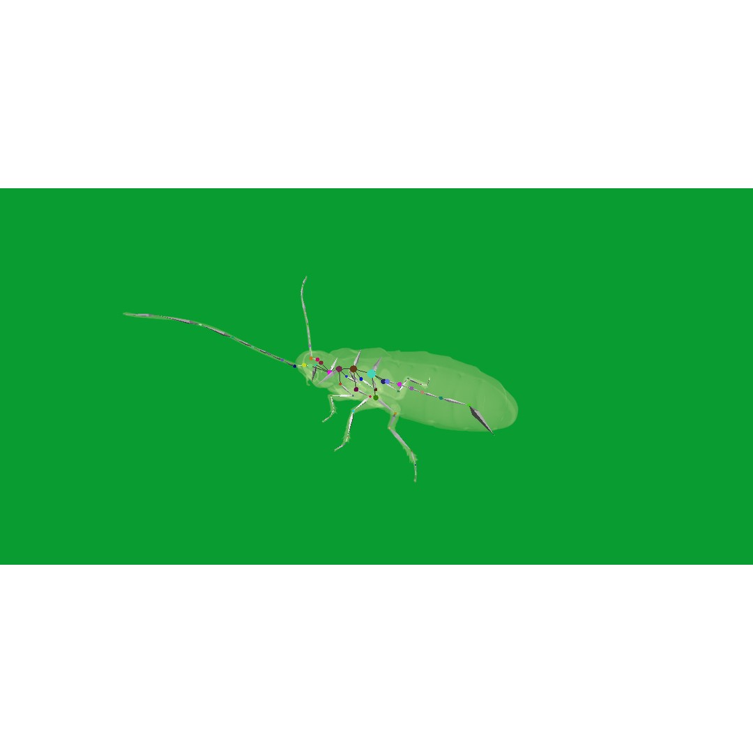 Madagascar Hissing Cockroach 3D Model – Low Poly Game Ready, FBX - View 24