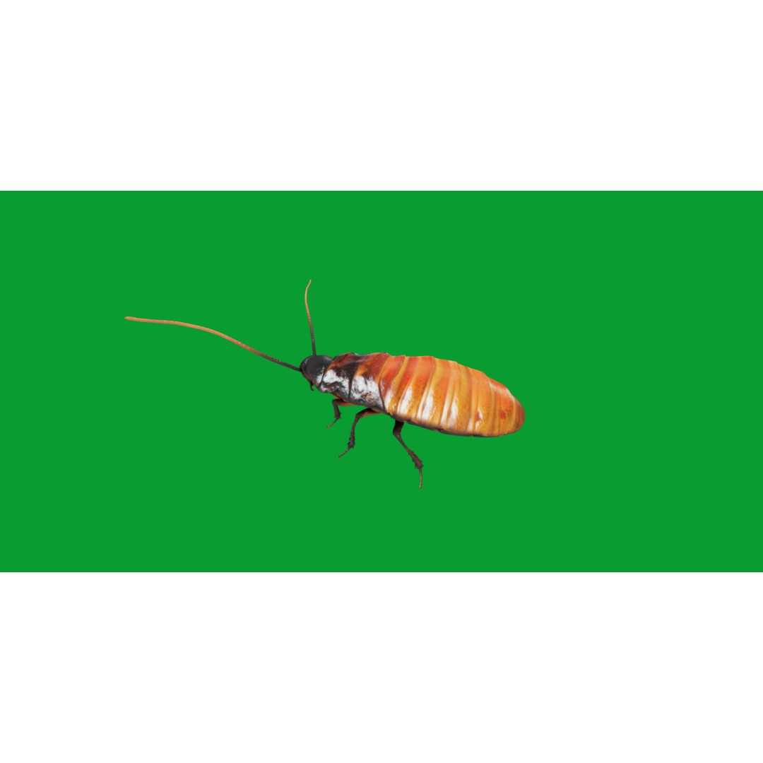 Madagascar Hissing Cockroach 3D Model – Low Poly Game Ready, FBX - View 26