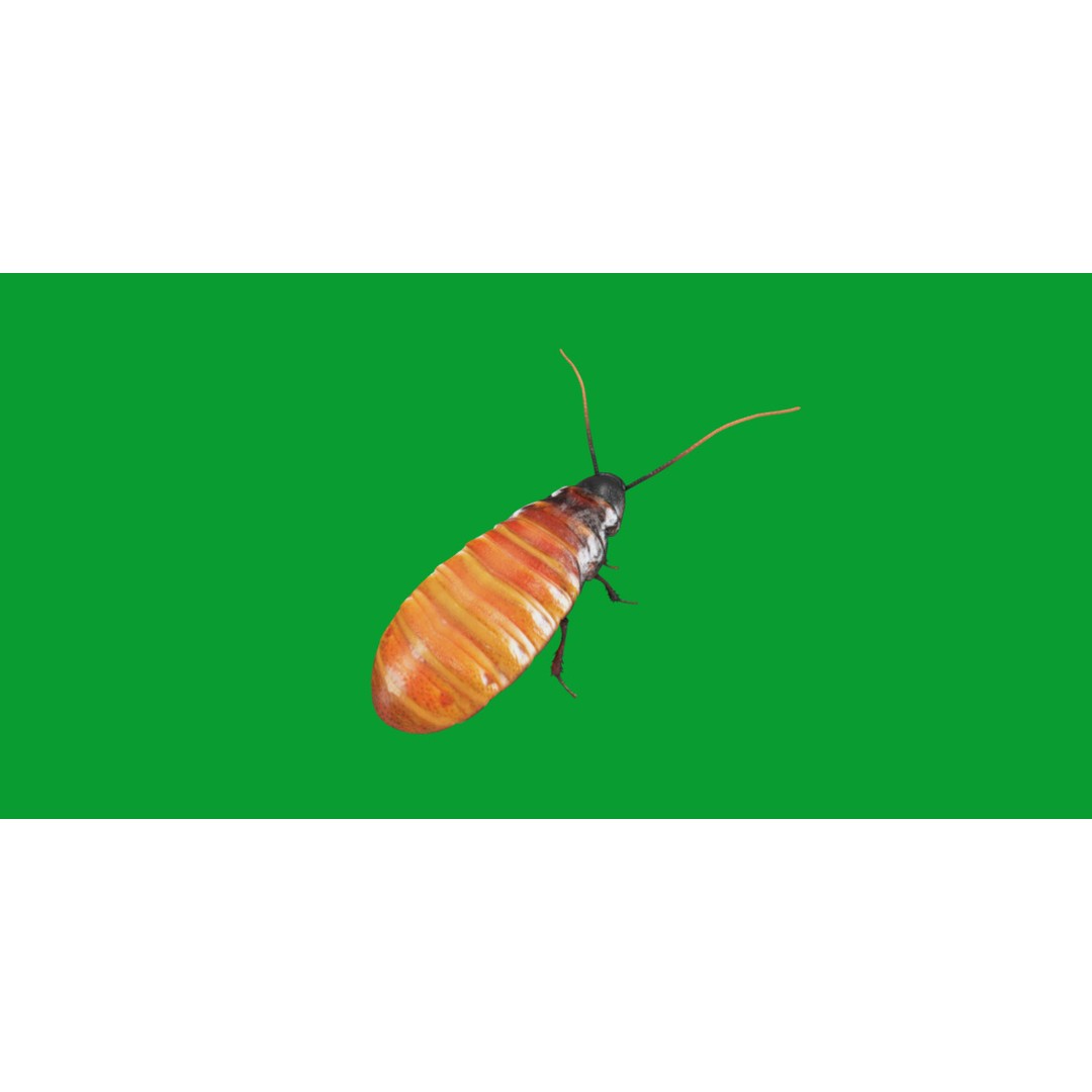 Madagascar Hissing Cockroach 3D Model – Low Poly Game Ready, FBX - View 27