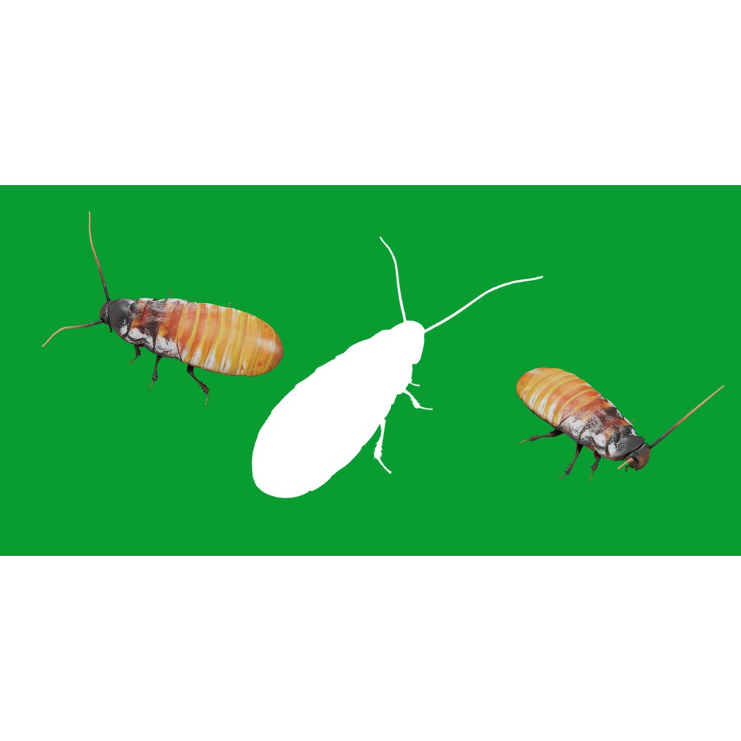 Madagascar Hissing Cockroach 3D Model – Low Poly Game Ready, FBX - View 28