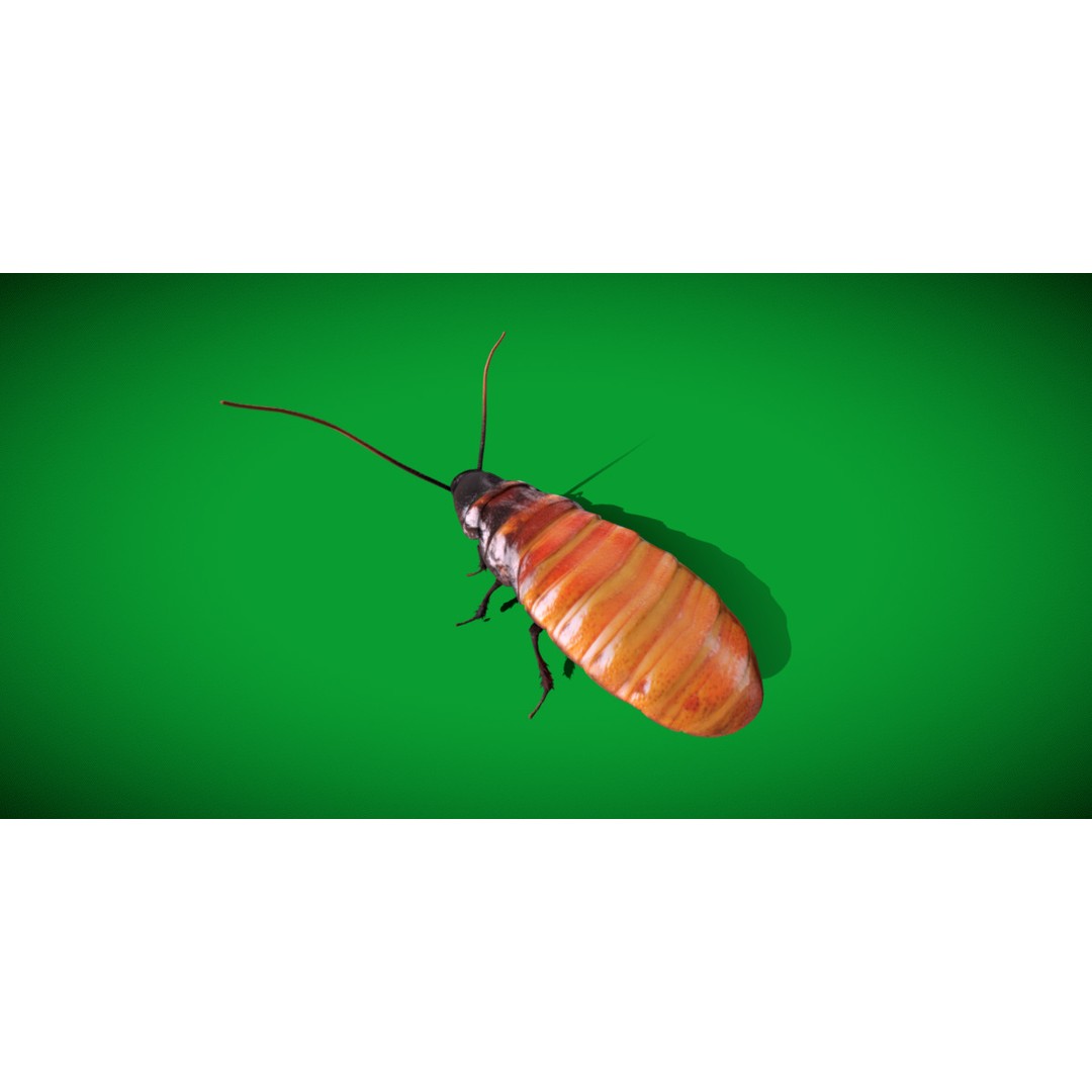 Madagascar Hissing Cockroach 3D Model – Low Poly Game Ready, FBX - View 29