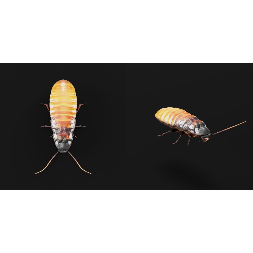 Madagascar Hissing Cockroach 3D Model – Low Poly Game Ready, FBX - View 3