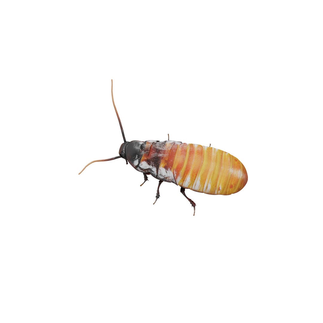 Madagascar Hissing Cockroach 3D Model – Low Poly Game Ready, FBX - View 30