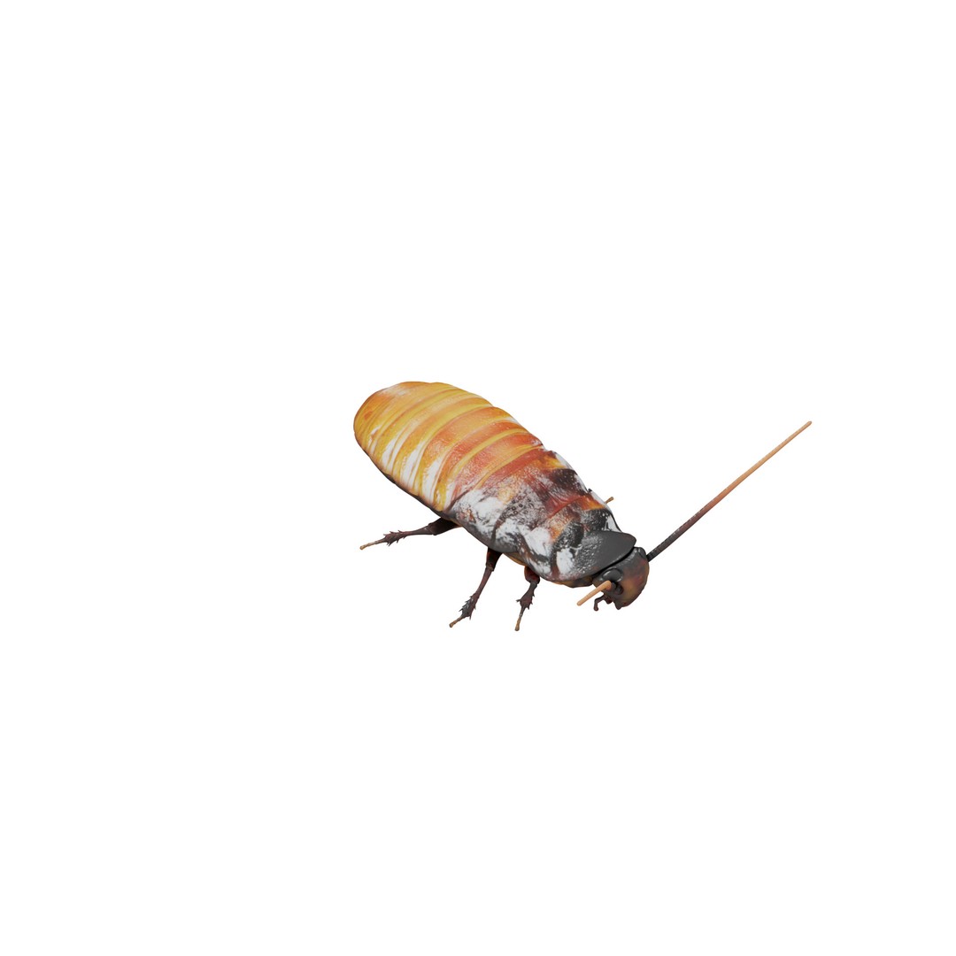 Madagascar Hissing Cockroach 3D Model – Low Poly Game Ready, FBX - View 31
