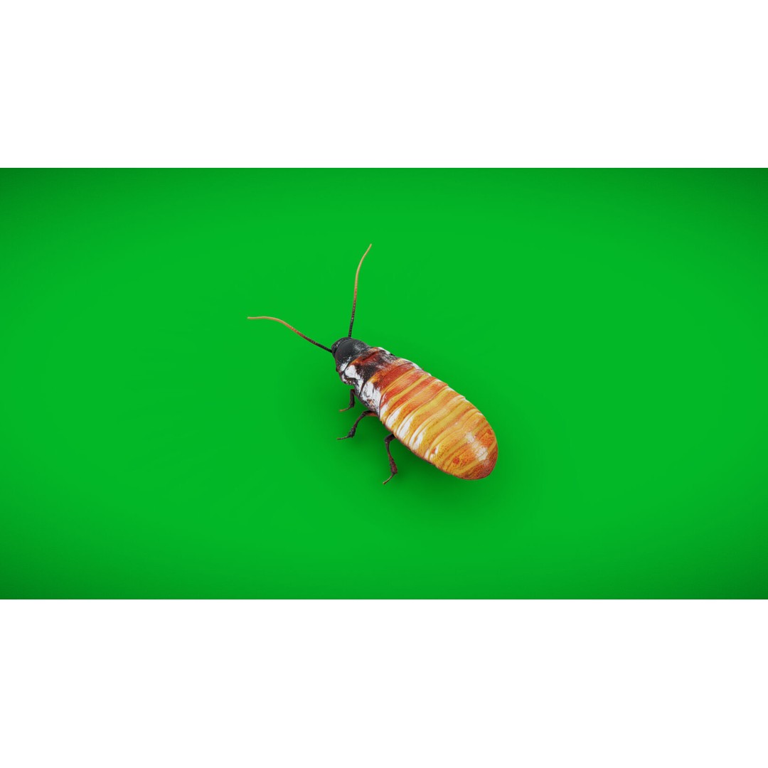 Madagascar Hissing Cockroach 3D Model – Low Poly Game Ready, FBX - View 32