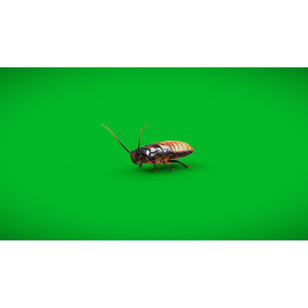 Madagascar Hissing Cockroach 3D Model – Low Poly Game Ready, FBX - View 33