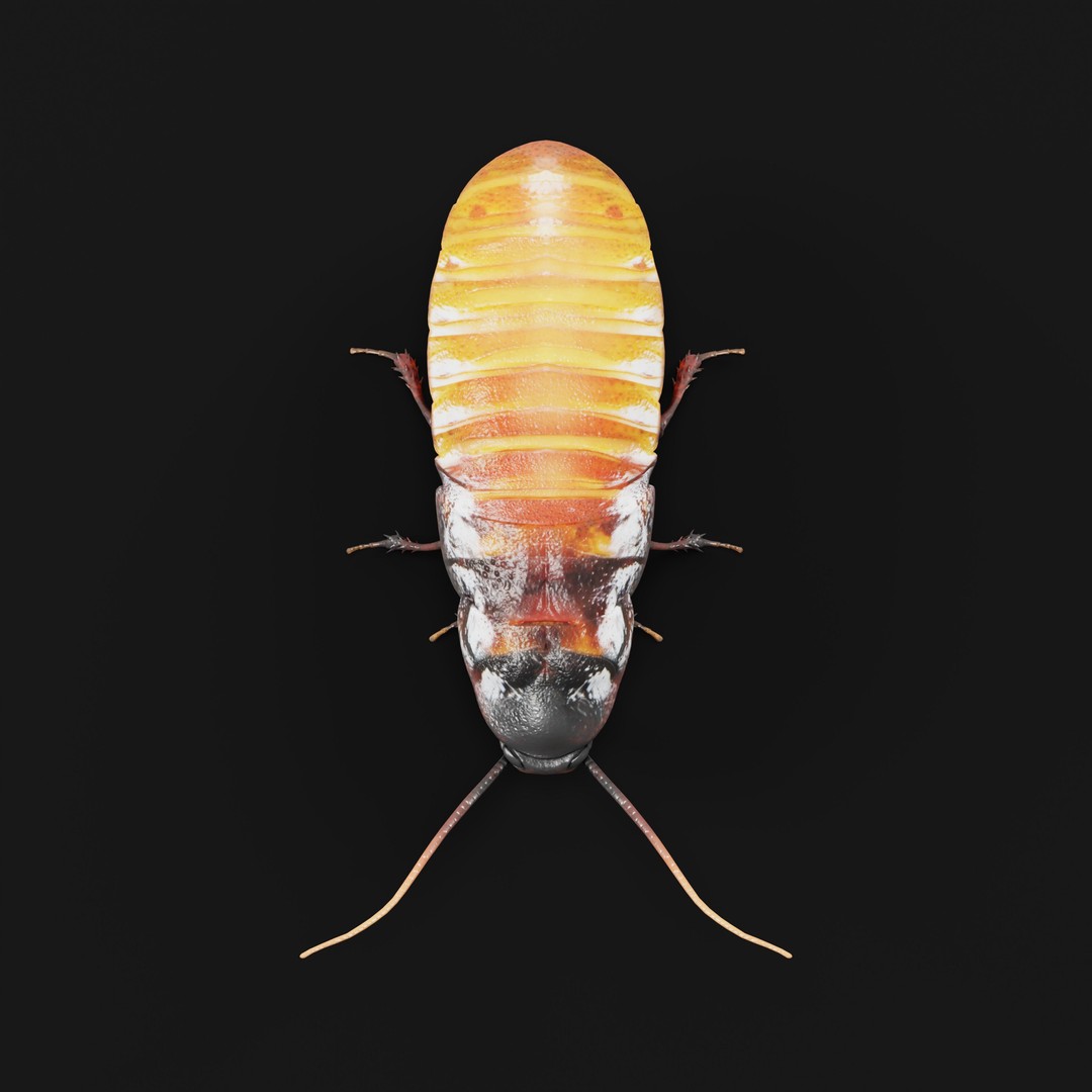 Madagascar Hissing Cockroach 3D Model – Low Poly Game Ready, FBX - View 34