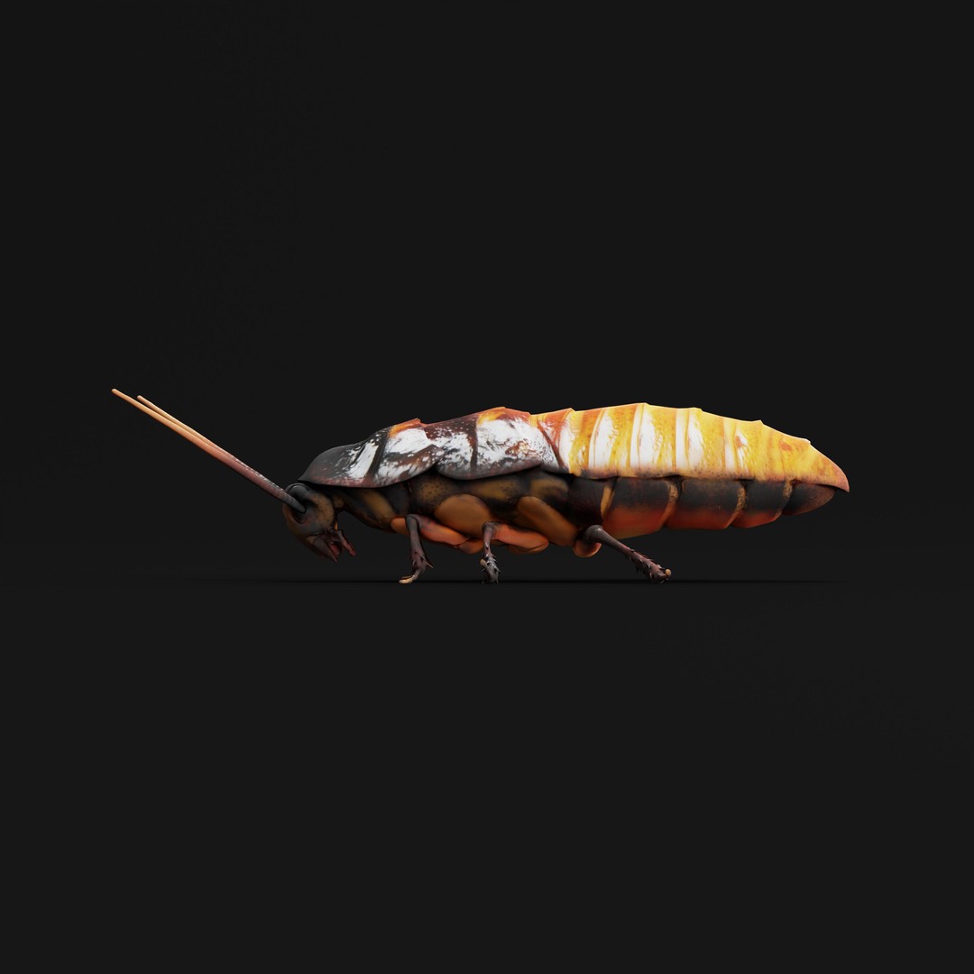 Madagascar Hissing Cockroach 3D Model – Low Poly Game Ready, FBX - View 35