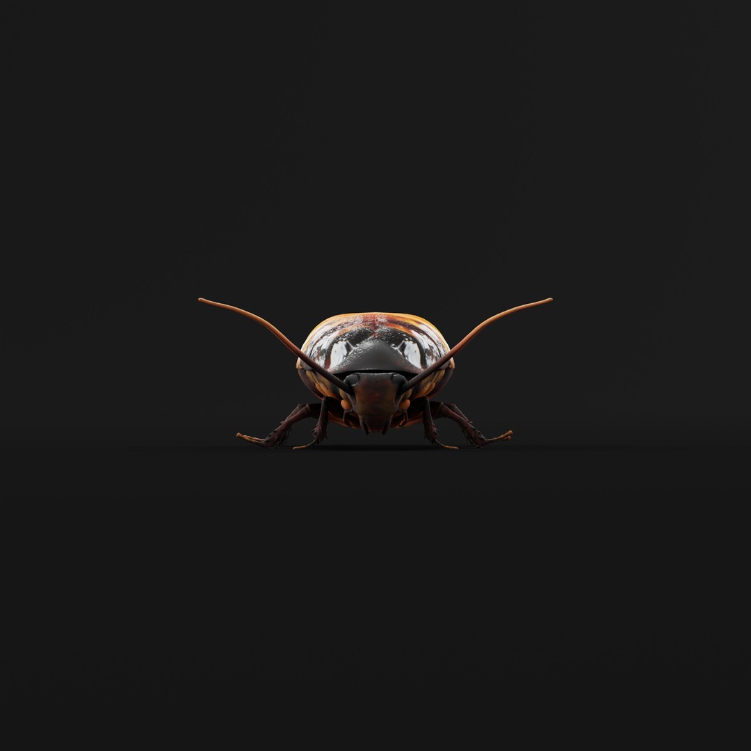 Madagascar Hissing Cockroach 3D Model – Low Poly Game Ready, FBX - View 36