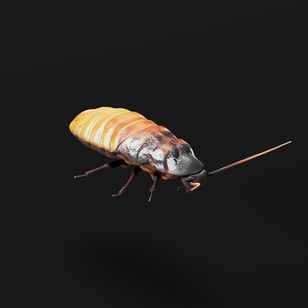 Madagascar Hissing Cockroach 3D Model – Low Poly Game Ready, FBX - View 37