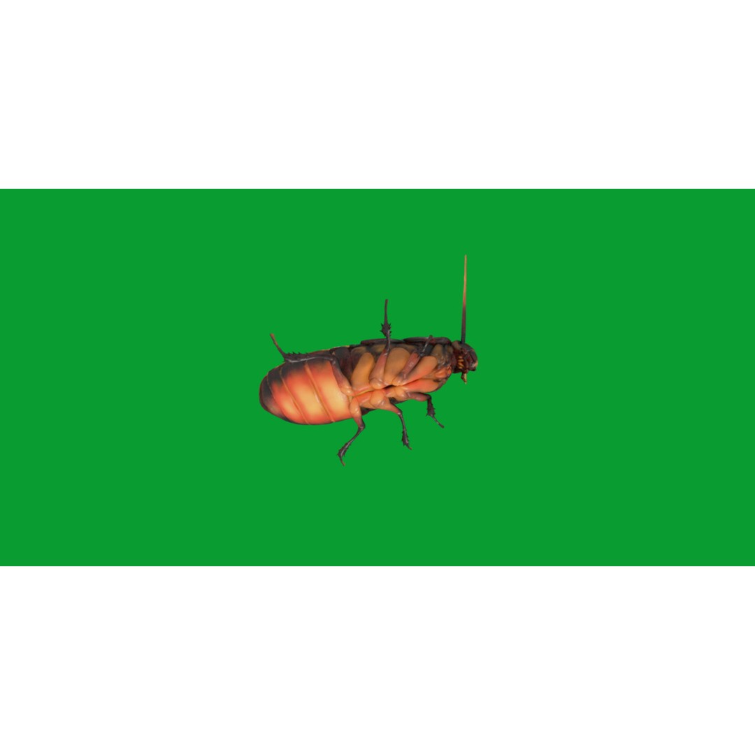 Madagascar Hissing Cockroach 3D Model – Low Poly Game Ready, FBX - View 4