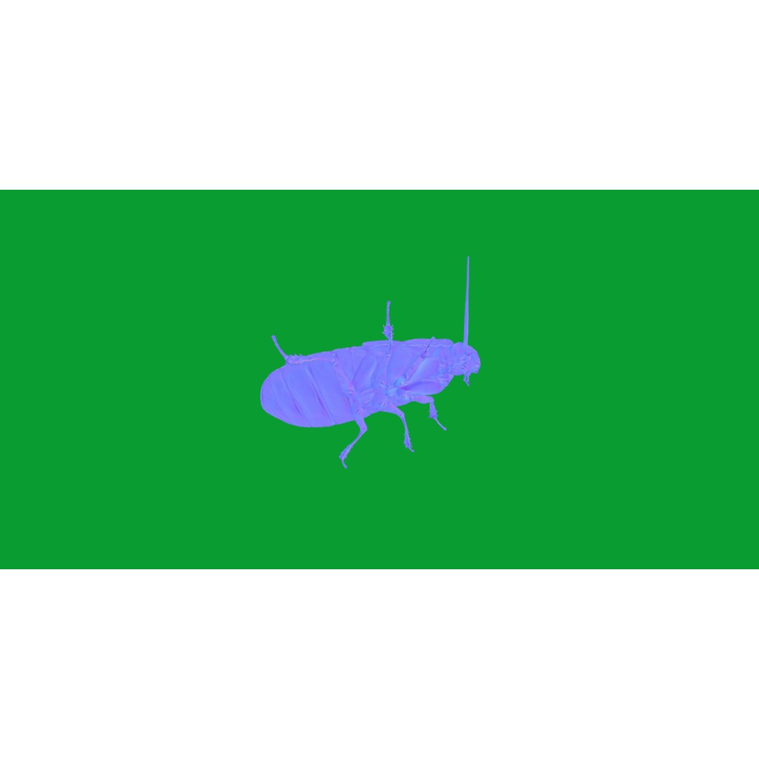 Madagascar Hissing Cockroach 3D Model – Low Poly Game Ready, FBX - View 5