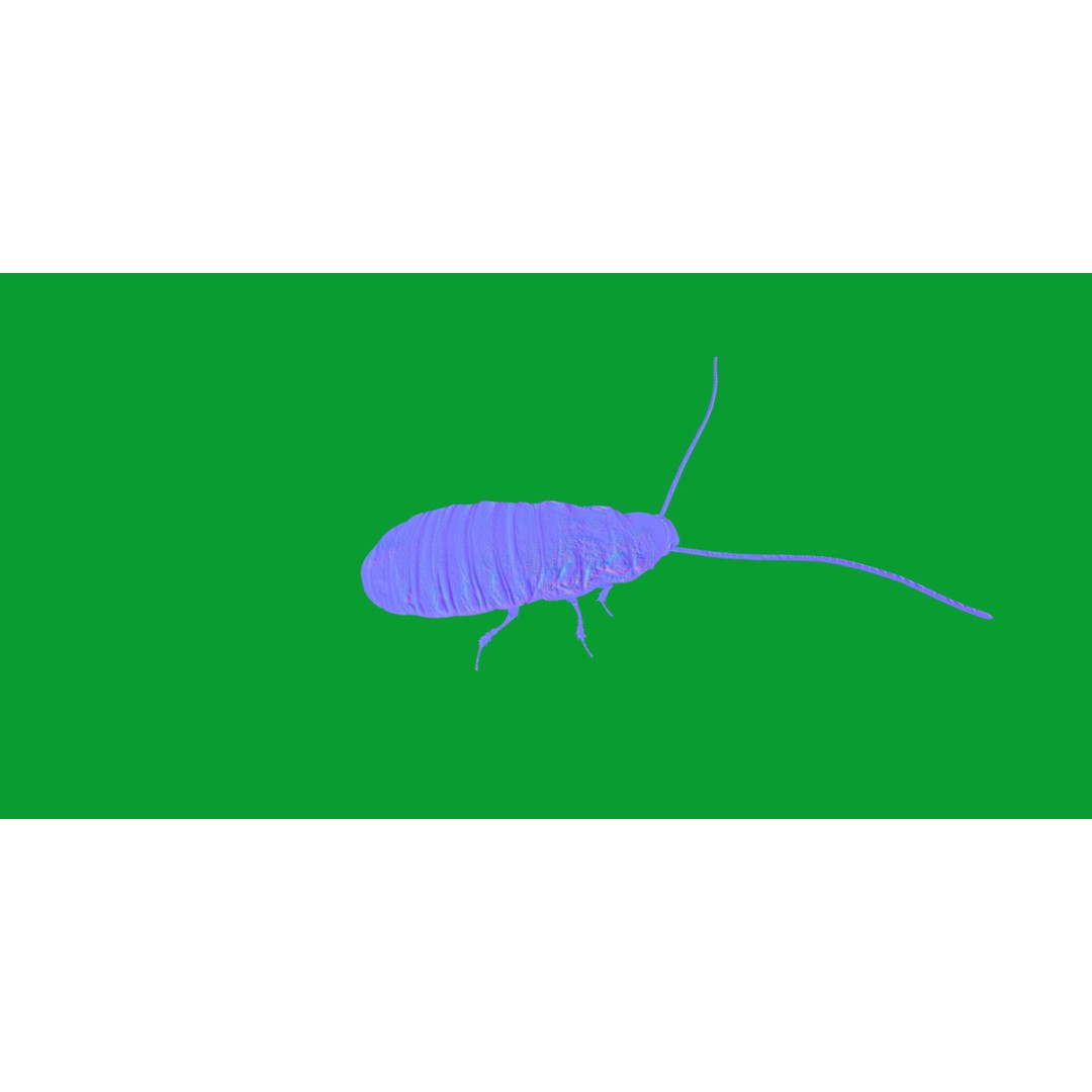 Madagascar Hissing Cockroach 3D Model – Low Poly Game Ready, FBX - View 6