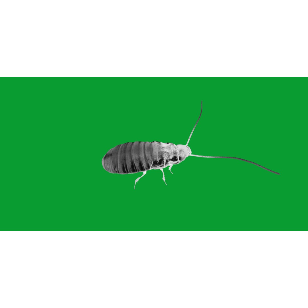 Madagascar Hissing Cockroach 3D Model – Low Poly Game Ready, FBX - View 7