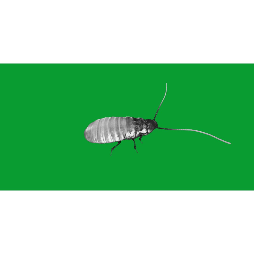 Madagascar Hissing Cockroach 3D Model – Low Poly Game Ready, FBX - View 8