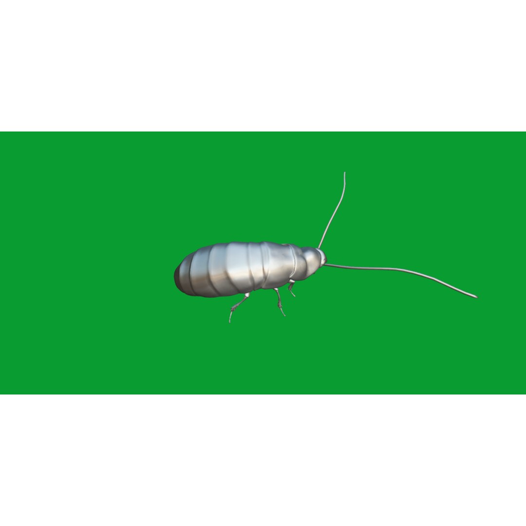 Madagascar Hissing Cockroach 3D Model – Low Poly Game Ready, FBX - View 9