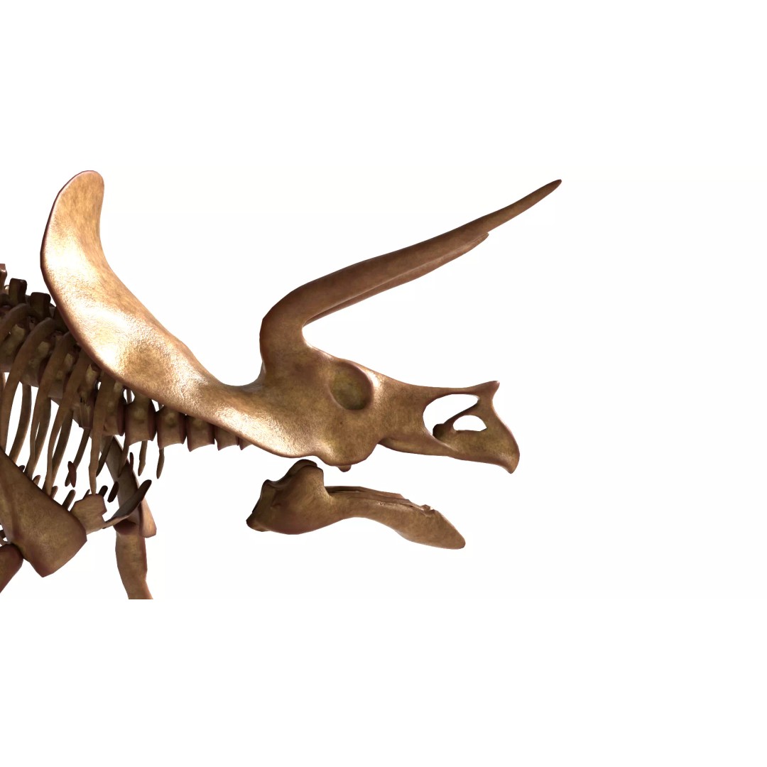 Triceratops Skeleton 3D Model – Rigged Ceratopsian for Animation, Blender - View 10
