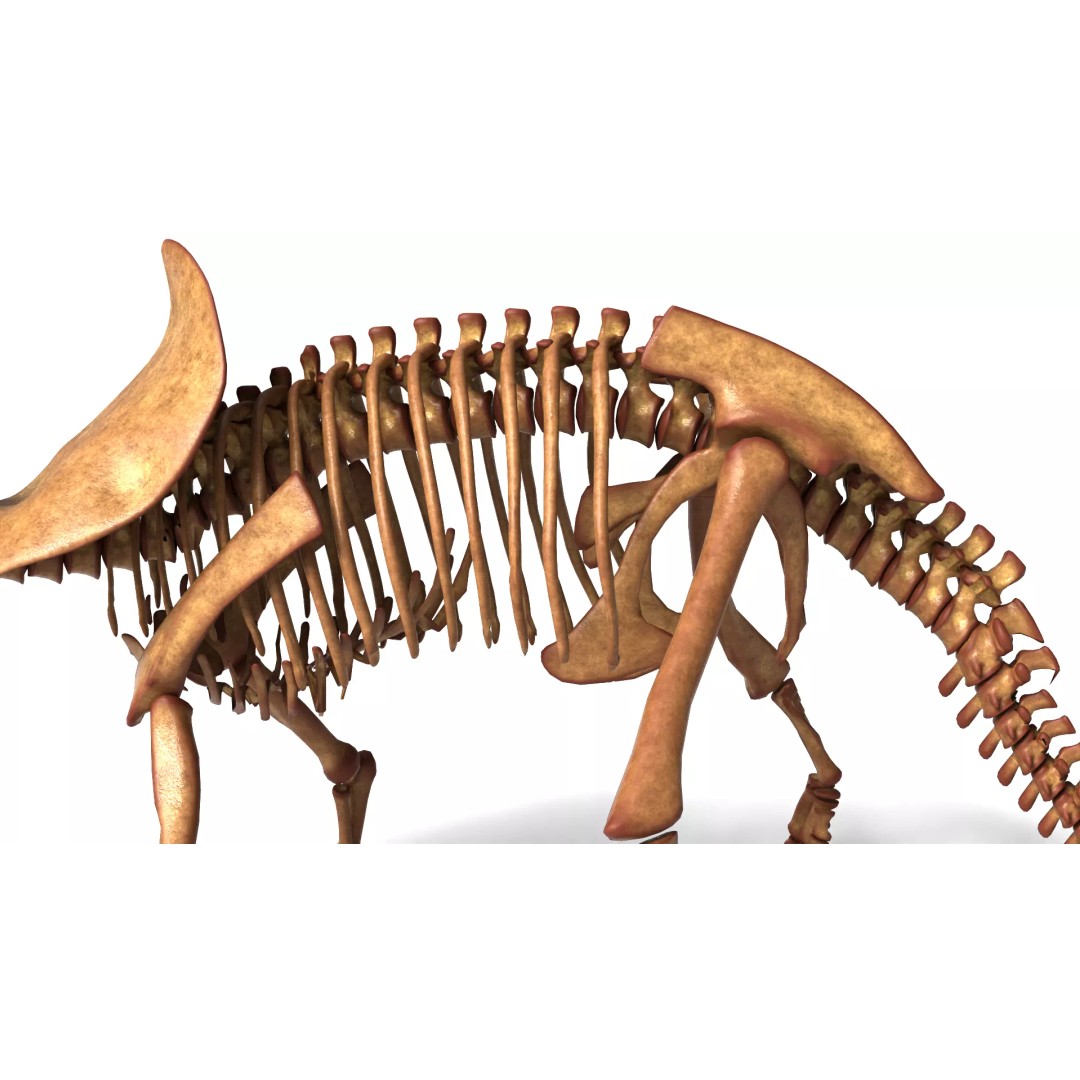 Triceratops Skeleton 3D Model – Rigged Ceratopsian for Animation, Blender - View 11