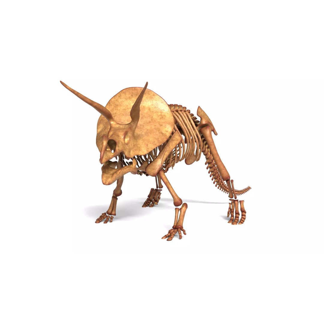 Triceratops Skeleton 3D Model – Rigged Ceratopsian for Animation, Blender - View 13