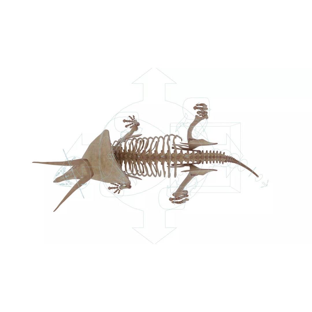 Triceratops Skeleton 3D Model – Rigged Ceratopsian for Animation, Blender - View 14