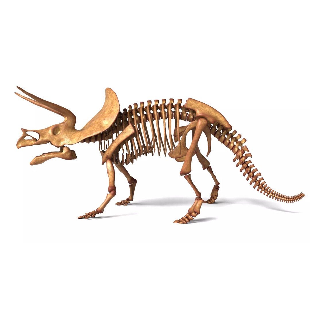 Triceratops Skeleton 3D Model – Rigged Ceratopsian for Animation, Blender - View 2