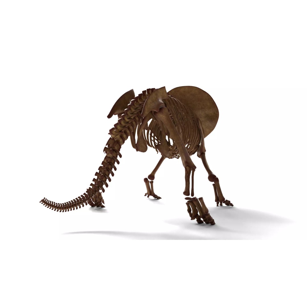 Triceratops Skeleton 3D Model – Rigged Ceratopsian for Animation, Blender - View 3