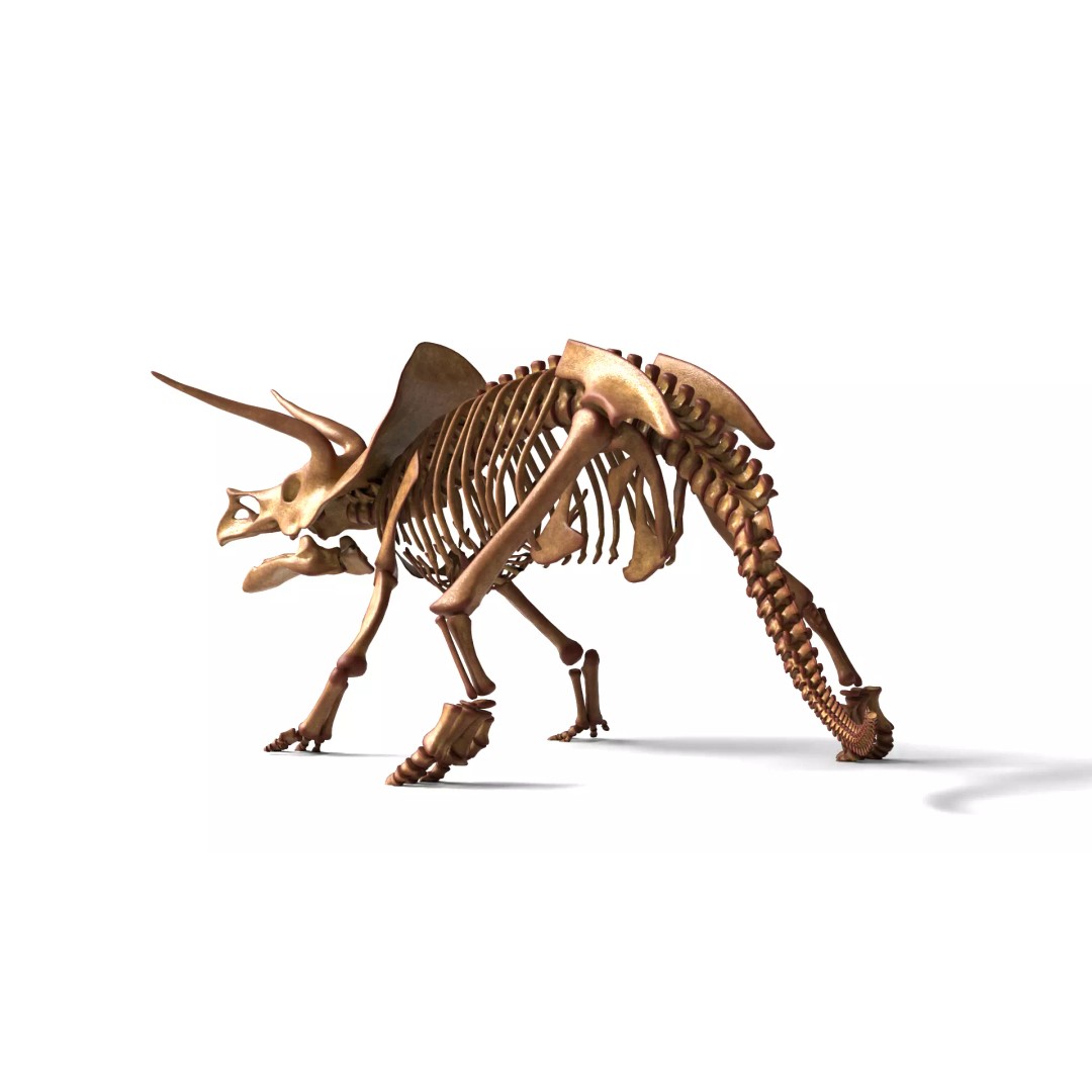 Triceratops Skeleton 3D Model – Rigged Ceratopsian for Animation, Blender - View 4