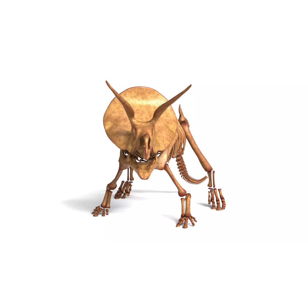 Triceratops Skeleton 3D Model – Rigged Ceratopsian for Animation, Blender - View 5