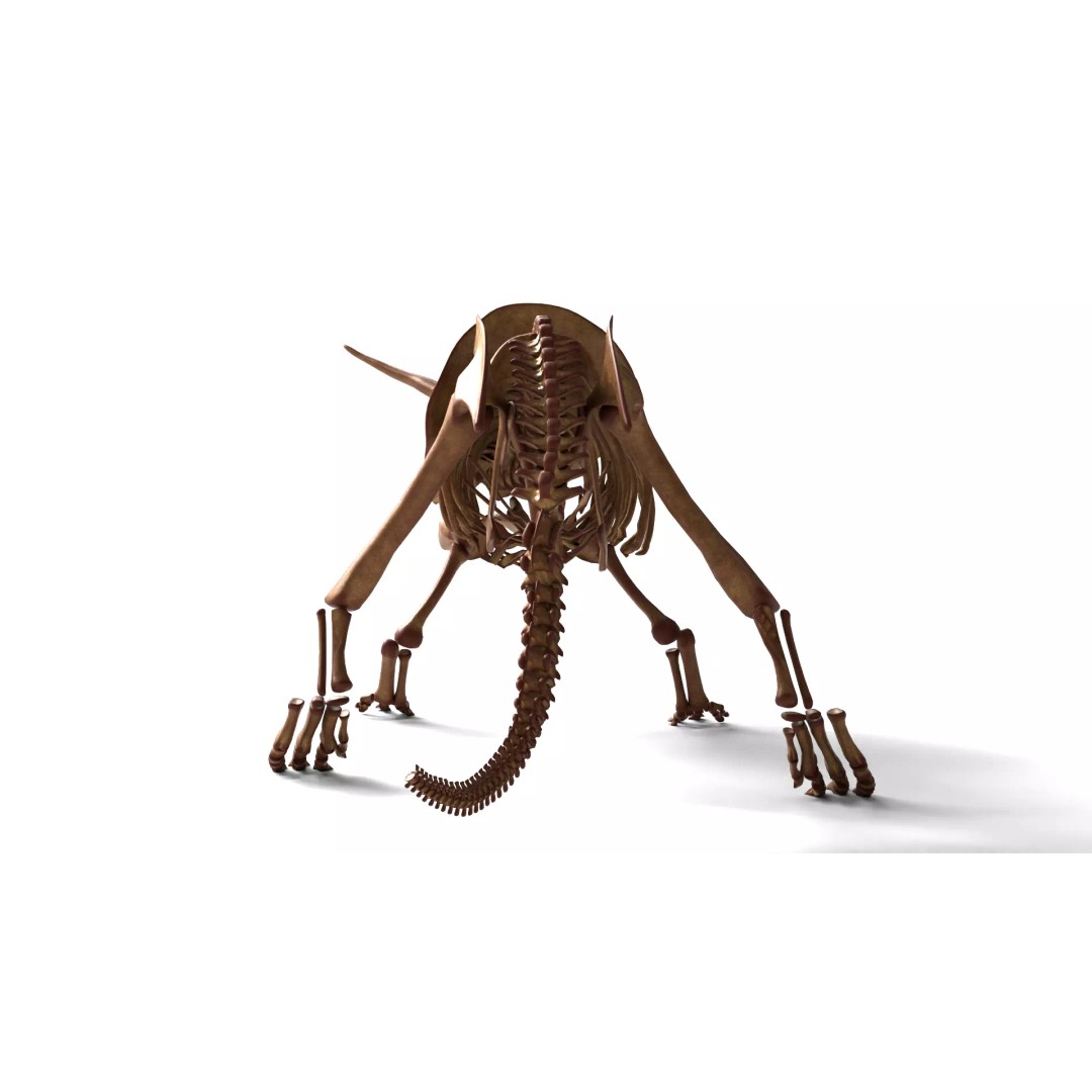 Triceratops Skeleton 3D Model – Rigged Ceratopsian for Animation, Blender - View 6