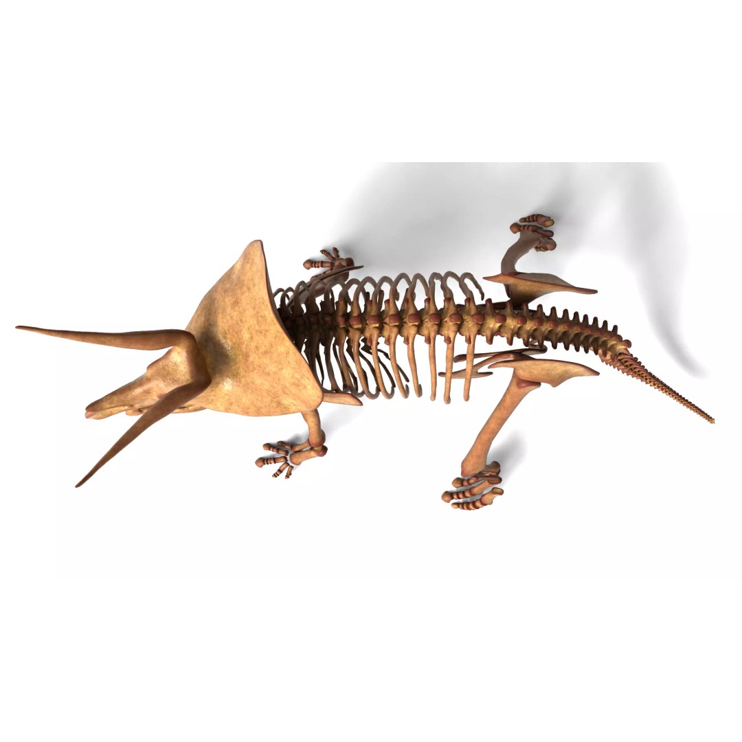 Triceratops Skeleton 3D Model – Rigged Ceratopsian for Animation, Blender - View 7