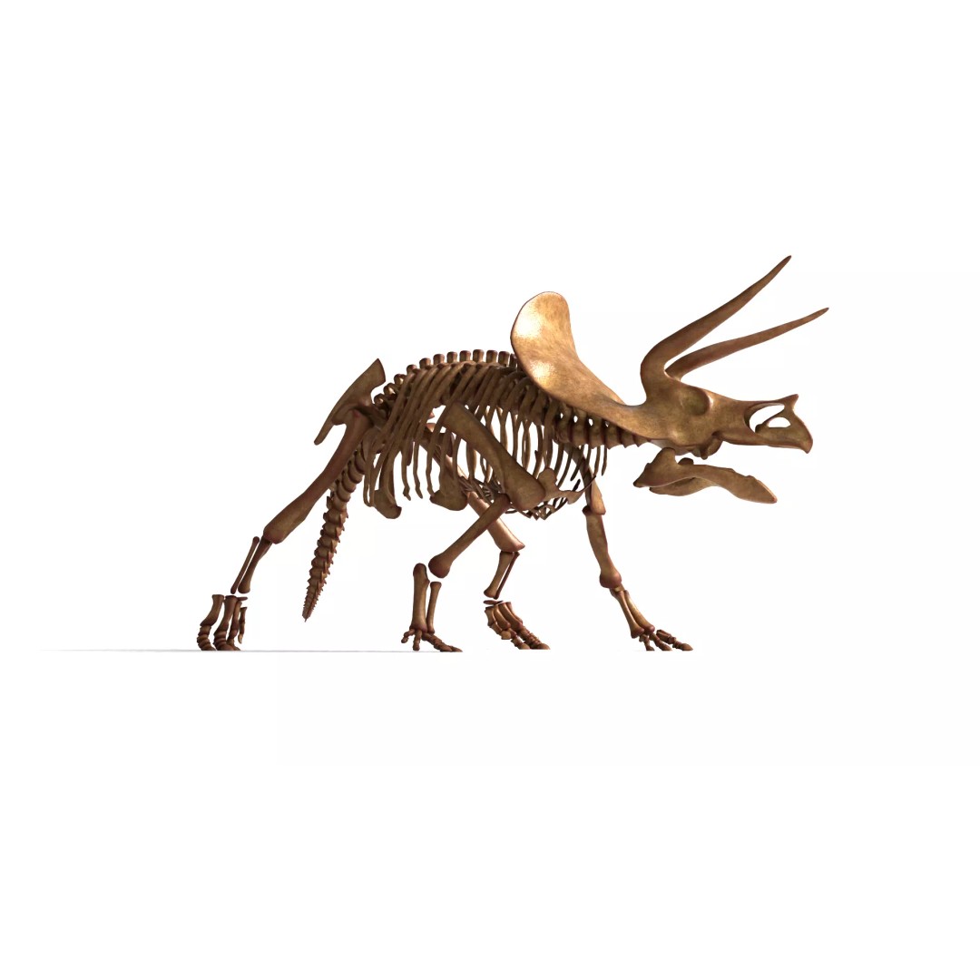Triceratops Skeleton 3D Model – Rigged Ceratopsian for Animation, Blender - View 8