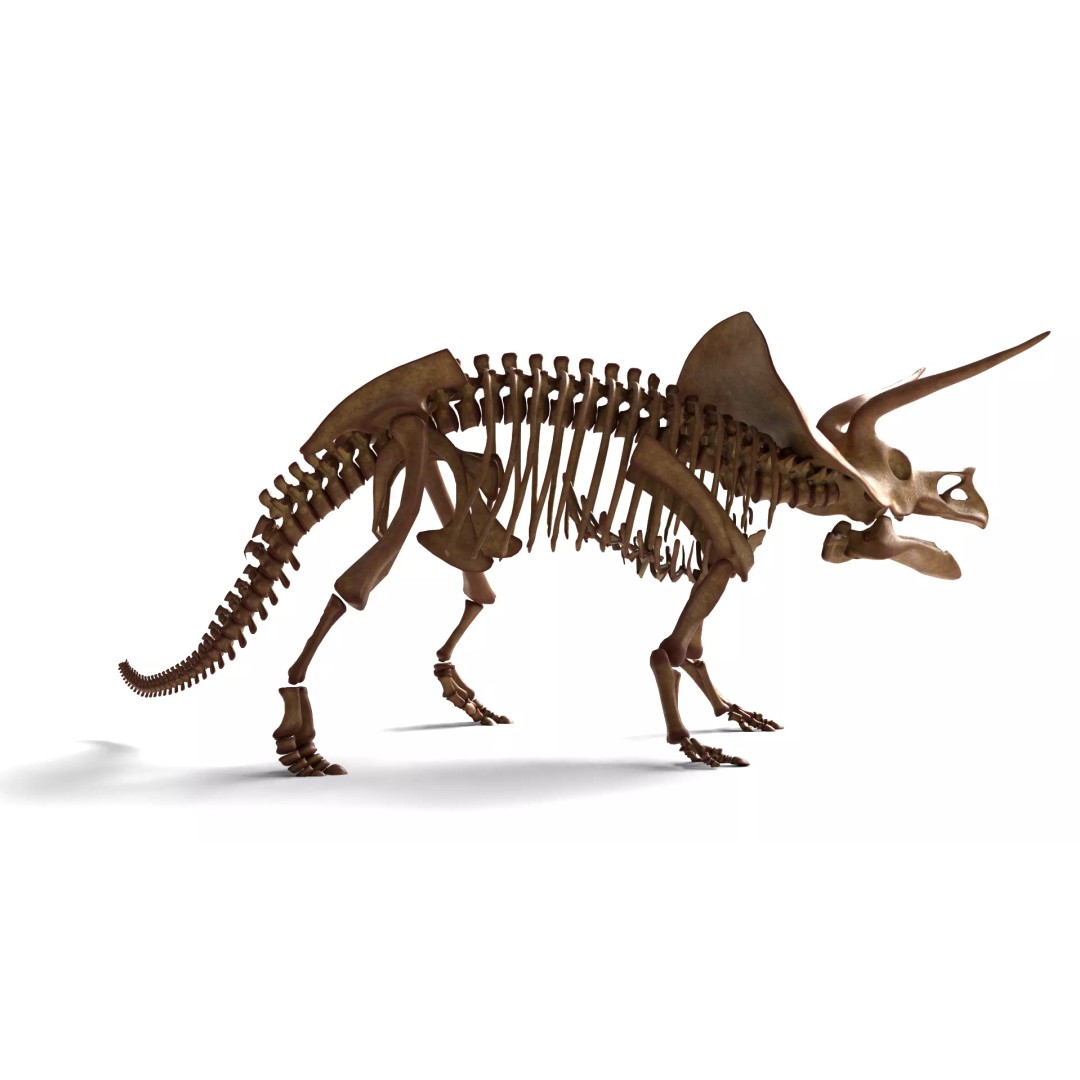Triceratops Skeleton 3D Model – Rigged Ceratopsian for Animation, Blender - View 9