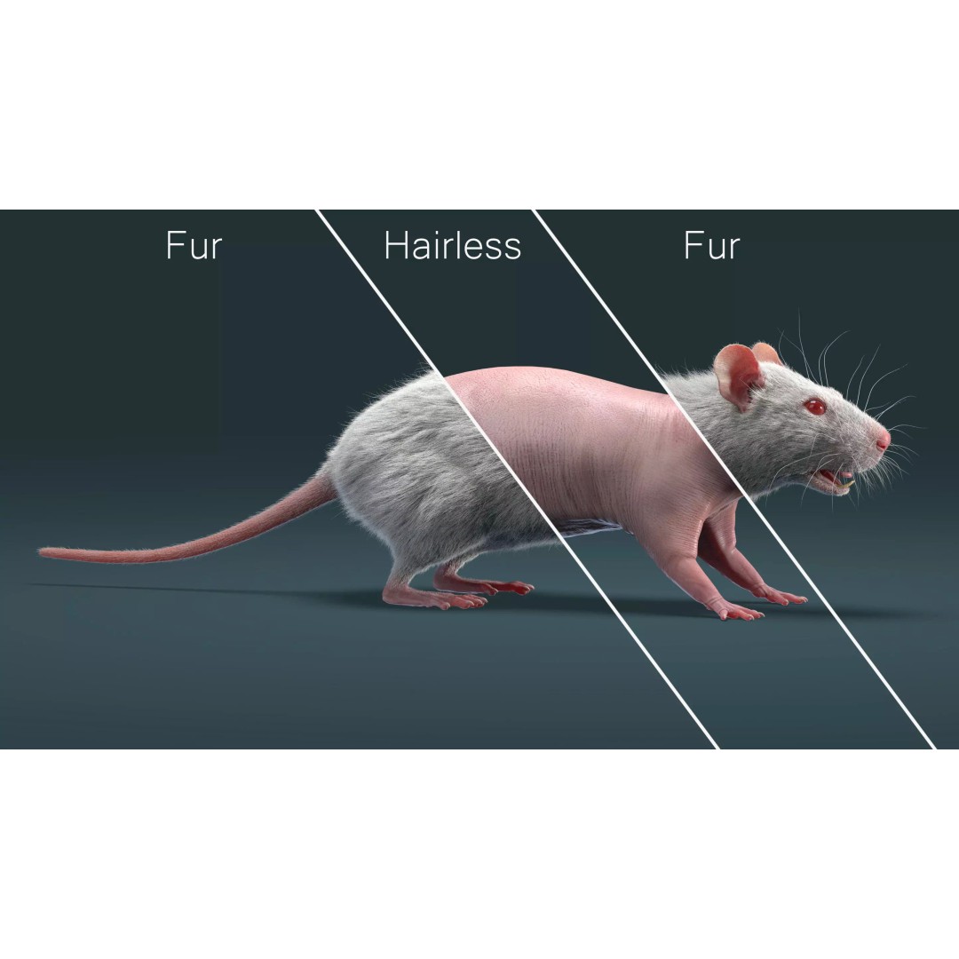 Rigged White Rat 3D Model – High Detail PBR Asset, FBX, OBJ - View 10