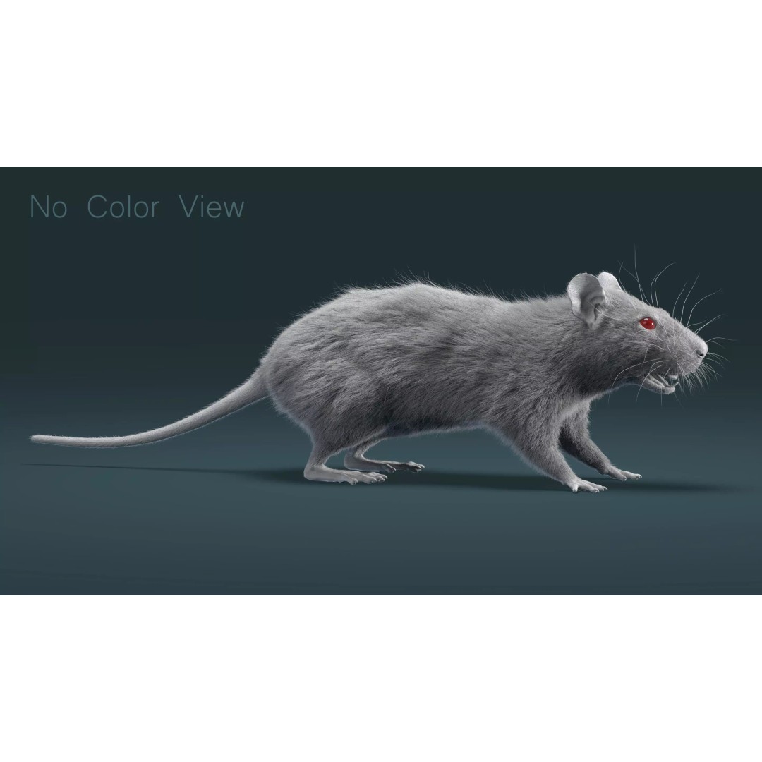 Rigged White Rat 3D Model – High Detail PBR Asset, FBX, OBJ - View 11