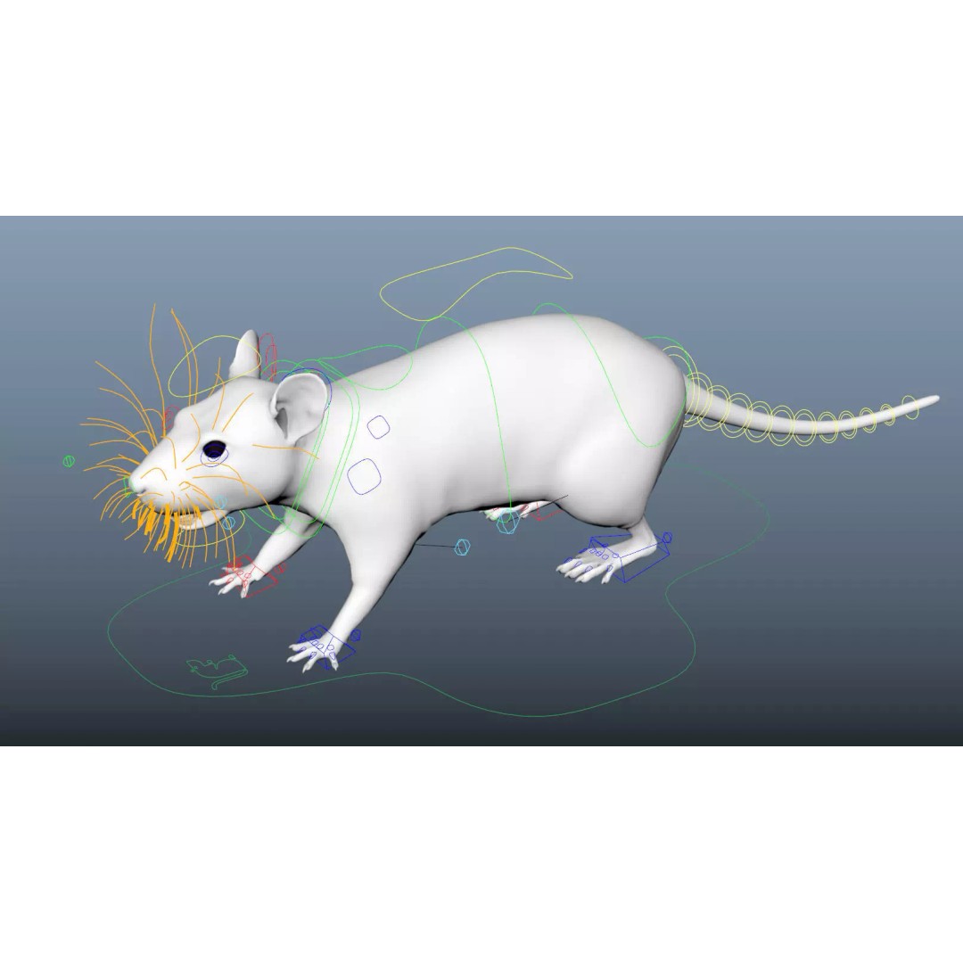 Rigged White Rat 3D Model – High Detail PBR Asset, FBX, OBJ - View 13