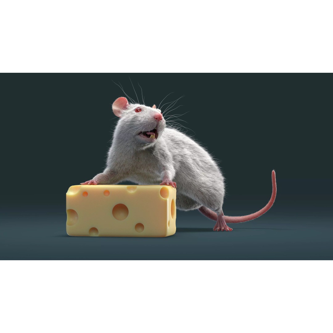 Rigged White Rat 3D Model – High Detail PBR Asset, FBX, OBJ - View 16