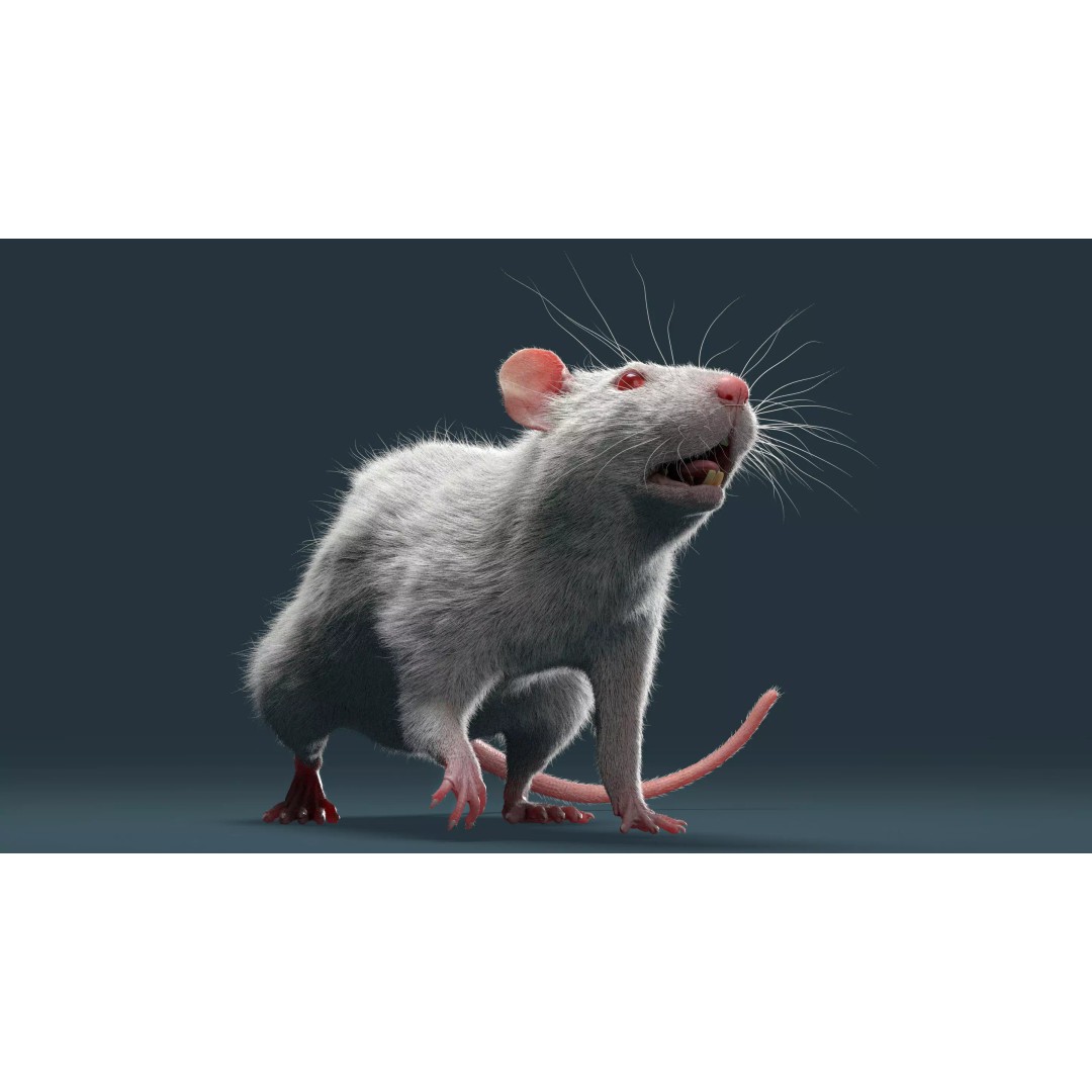 Rigged White Rat 3D Model – High Detail PBR Asset, FBX, OBJ - View 17