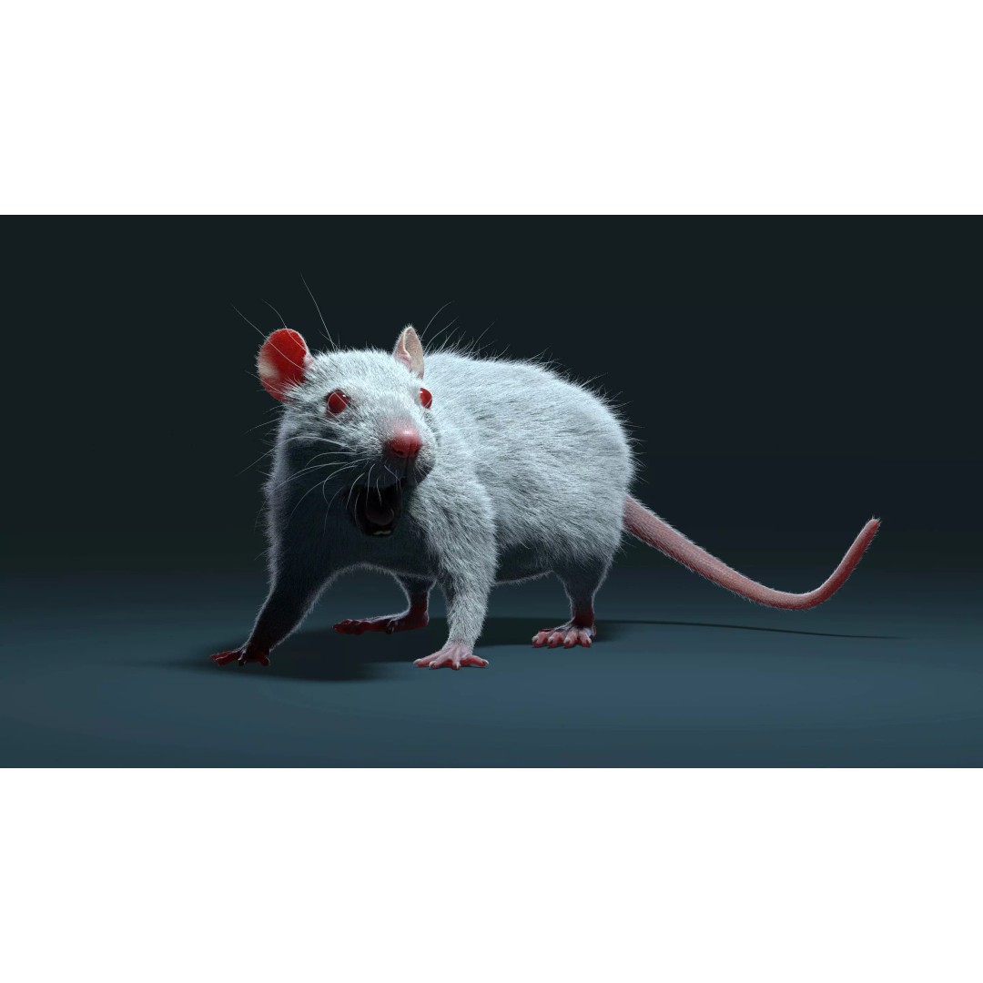 Rigged White Rat 3D Model – High Detail PBR Asset, FBX, OBJ - View 18