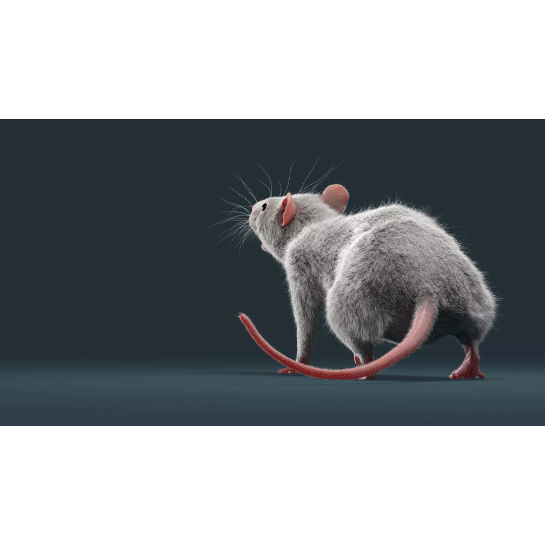 Rigged White Rat 3D Model – High Detail PBR Asset, FBX, OBJ - View 19