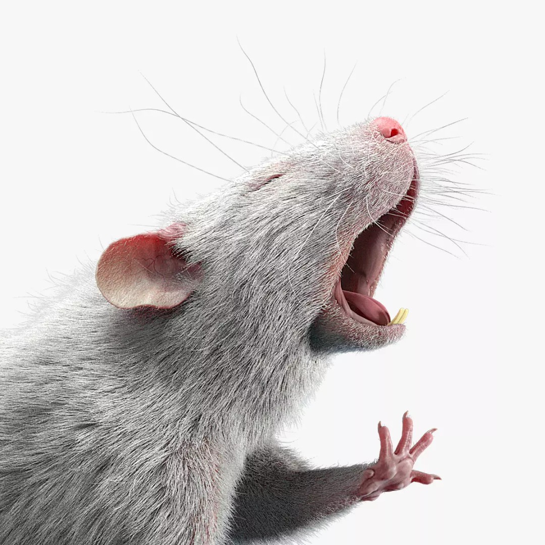 Rigged White Rat 3D Model – High Detail PBR Asset, FBX, OBJ - View 2