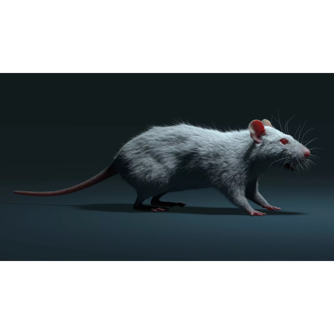 Rigged White Rat 3D Model – High Detail PBR Asset, FBX, OBJ - View 20