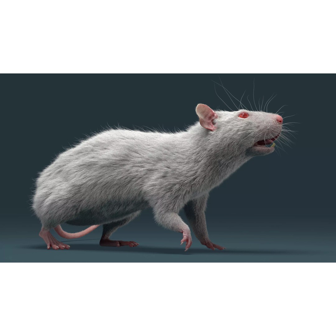 Rigged White Rat 3D Model – High Detail PBR Asset, FBX, OBJ - View 21