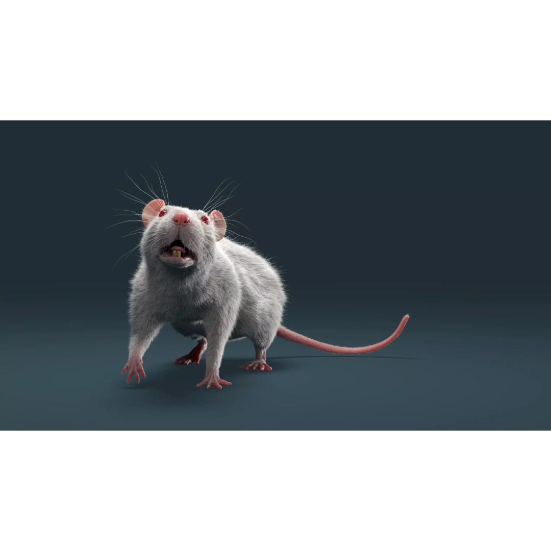 Rigged White Rat 3D Model – High Detail PBR Asset, FBX, OBJ - View 22