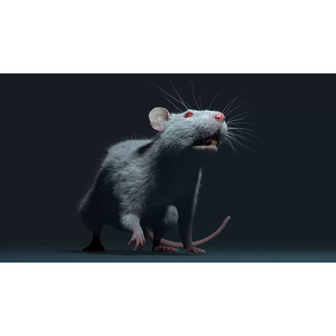 Rigged White Rat 3D Model – High Detail PBR Asset, FBX, OBJ - View 23
