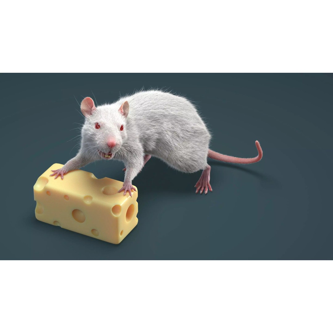 Rigged White Rat 3D Model – High Detail PBR Asset, FBX, OBJ - View 24
