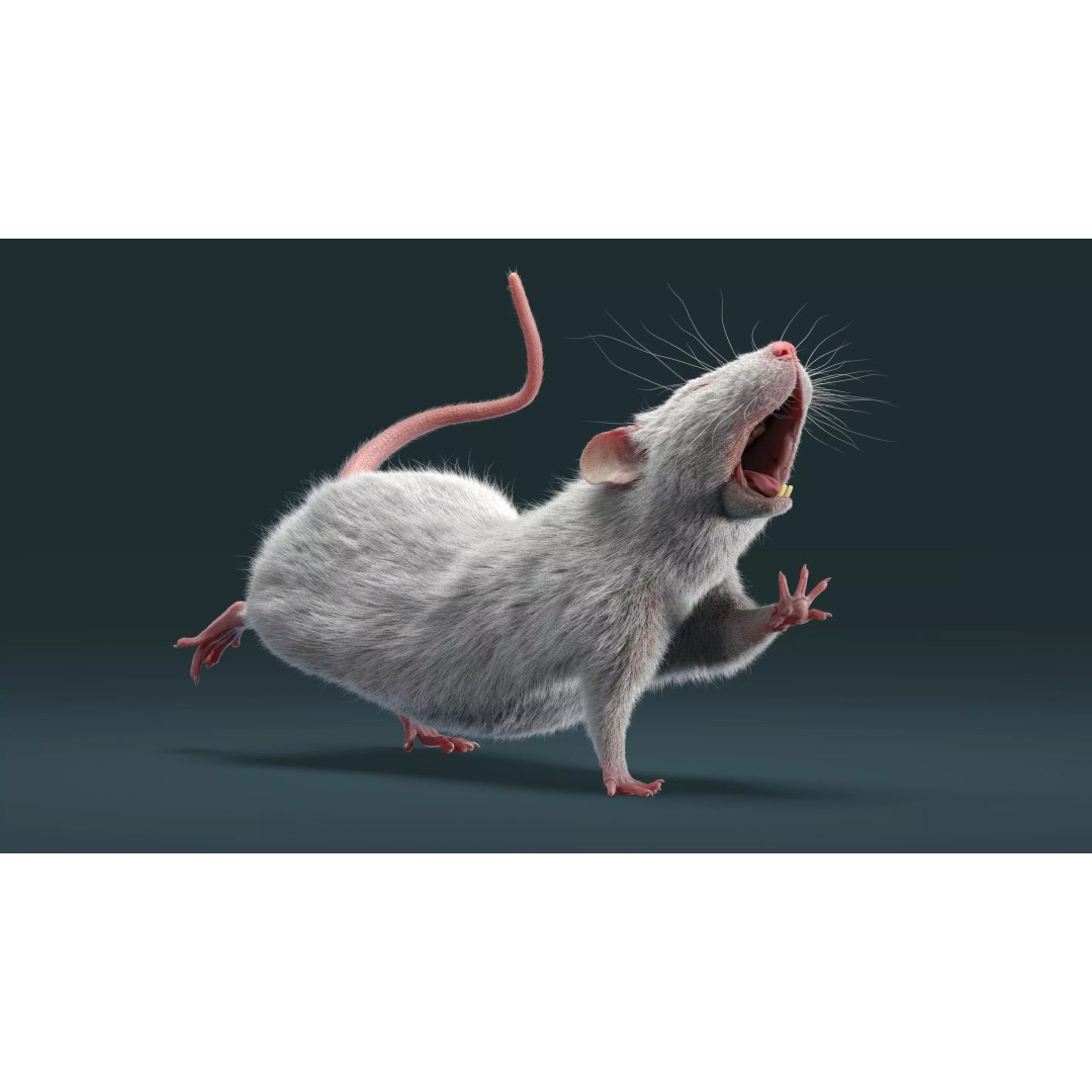 Rigged White Rat 3D Model – High Detail PBR Asset, FBX, OBJ - View 25