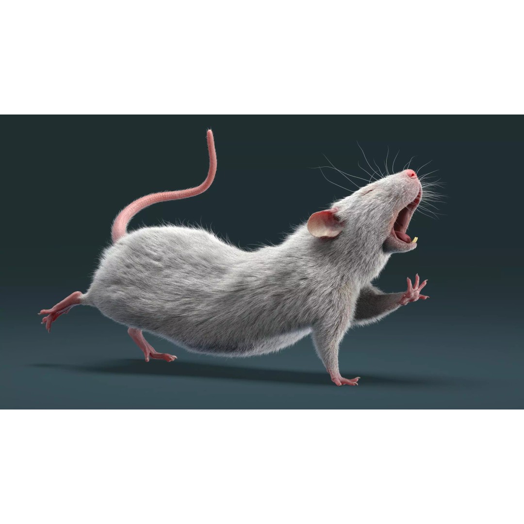 Rigged White Rat 3D Model – High Detail PBR Asset, FBX, OBJ - View 26